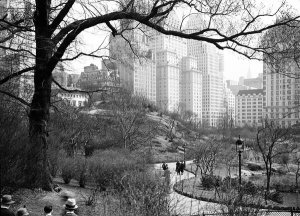 Samuel Herman Gottscho - New York City views from Central Park. 59th Street buildings under tree, 1931